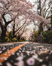Bicycle under the cherry blossoms